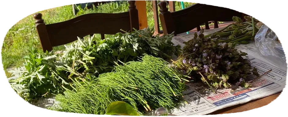 薬草フィールドワークの様子